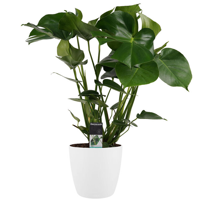 Gatenplant in witte Elho Brussels pot - 70cm