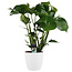 Gatenplant in witte Elho Brussels pot - 70cm