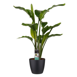 Decorum Strelitzia Nicolai - Elho brussels black