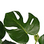 Decorum Monstera Deliciosa - Elho brussels white