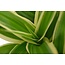 Plant Puzzel ® Discover the World Ecosysteem met verlichting