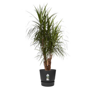 Dracaena Marginata in Elho® Greenville pot