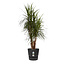 Dracaena Marginata in Elho® Greenville pot