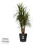 Dracaena Marginata in Elho® Greenville pot