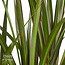 Dracaena Marginata in Elho® Greenville pot