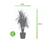 Dracaena Marginata in Elho® Greenville pot