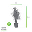 Dracaena Marginata in Elho® Greenville pot