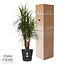 Dracaena Marginata in Elho® Greenville pot