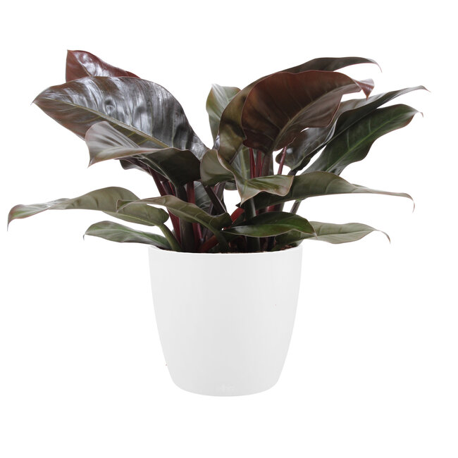 Philodendron Imperial red in ELHO sierpot (Brussels Round Wit)
