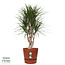 Dracaena Marginata in Elho® Greenville pot