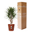 Dracaena Marginata in Elho® Greenville pot