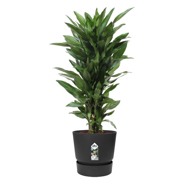 Dracaena Janet Lind in Elho® Greenville pot