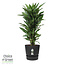 Dracaena Janet Lind in Elho® Greenville pot