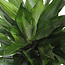 Dracaena Janet Lind in Elho® Greenville pot