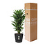 Dracaena Janet Lind in Elho® Greenville pot