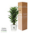 Dracaena Janet Lind in Elho® Greenville pot