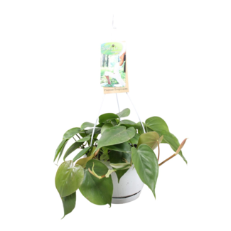 Philodendron scandens (in hangpot)