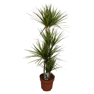 Dracaena marginata 'Sunray'