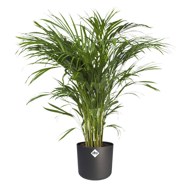 Areca Dypsis in ® ELHO b.for soft sierpot