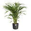 Areca Dypsis in ® ELHO b.for soft sierpot