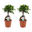 Decorum Duo Ficus Ginseng Bonsai geënt