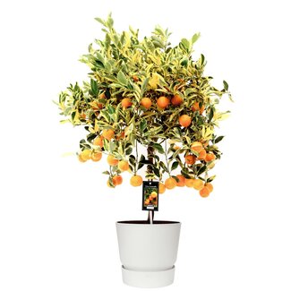 Citrus Variegata in ELHO outdoor sierpot Greenville Rond (wit)