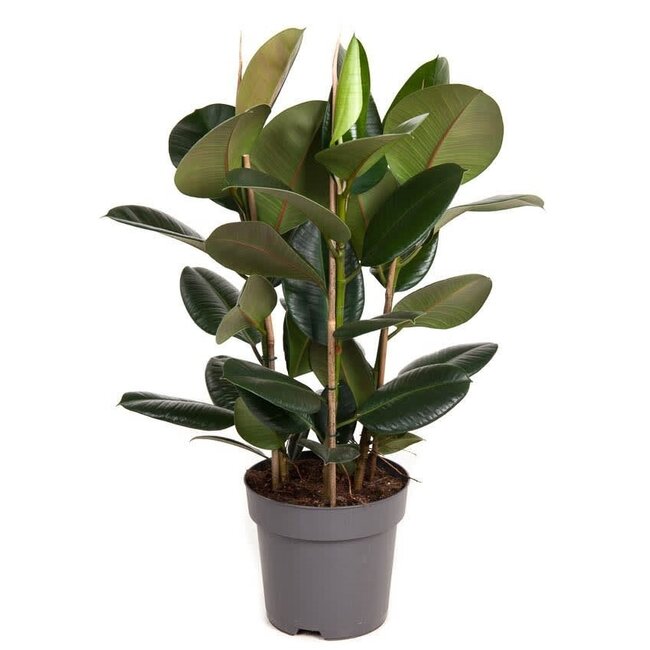 Ficus Robusta 3pp