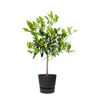 Citrus Hystrix in ELHO outdoor sierpot Greenville Rond (zwart)