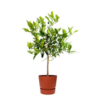 Citrus Hystrix in ELHO outdoor sierpot Greenville Rond (brique)