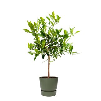 Citrus Hystrix in ELHO outdoor sierpot Greenville Rond (groen)