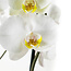 Phalaenopsis Springtime