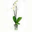 Phalaenopsis Springtime