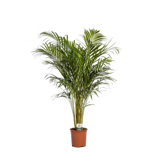 Dypsis lutescens (Areca)