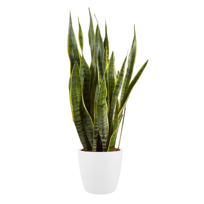 Sanseveria Laurentii in sierpot Elho Brussels Round White