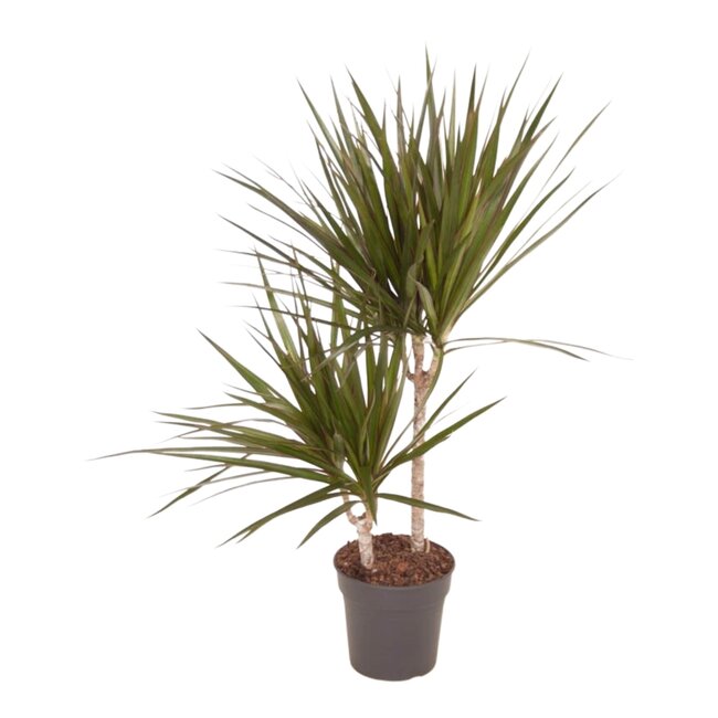 Dracaena Marginata