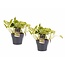 Decorum Duo Scindapsus Marble Queen met potten Anna Grey