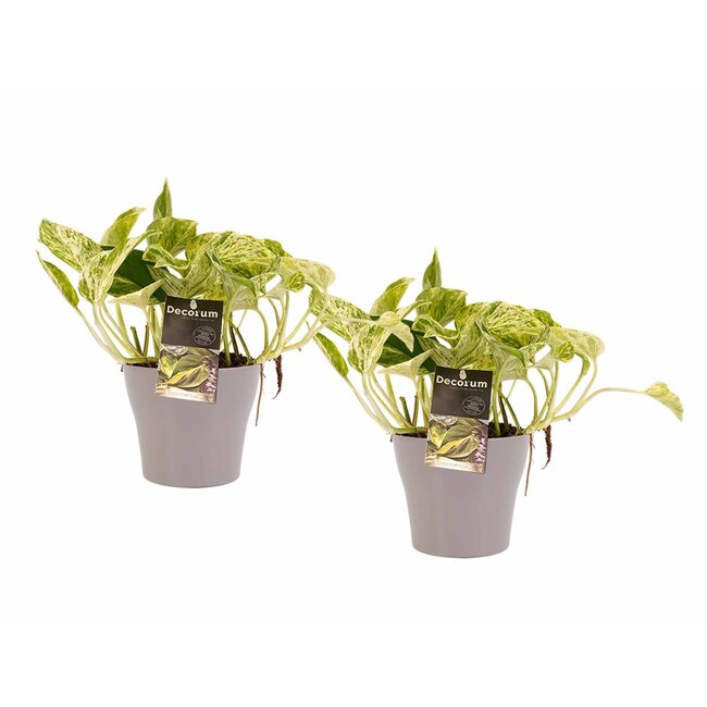 Decorum Duo Scindapsus Marble Queen met potten Anna Taupe