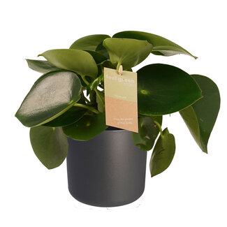 Decorum Peperomia Raindrop Feel Green - Elho b.for antracite