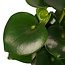Decorum Peperomia Raindrop Feel Green - Elho b.for antracite