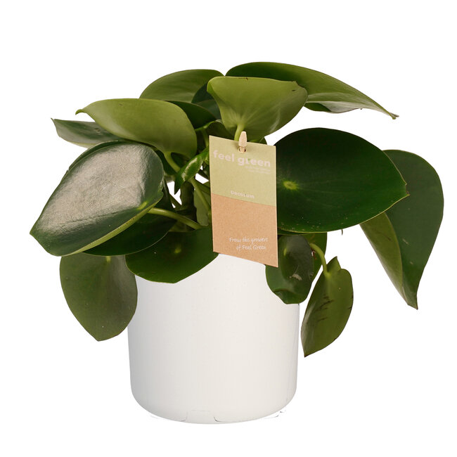 Decorum Peperomia Raindrop Feel Green - Elho b.for white