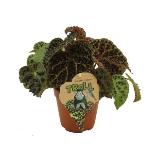 Begonia rex Ferox