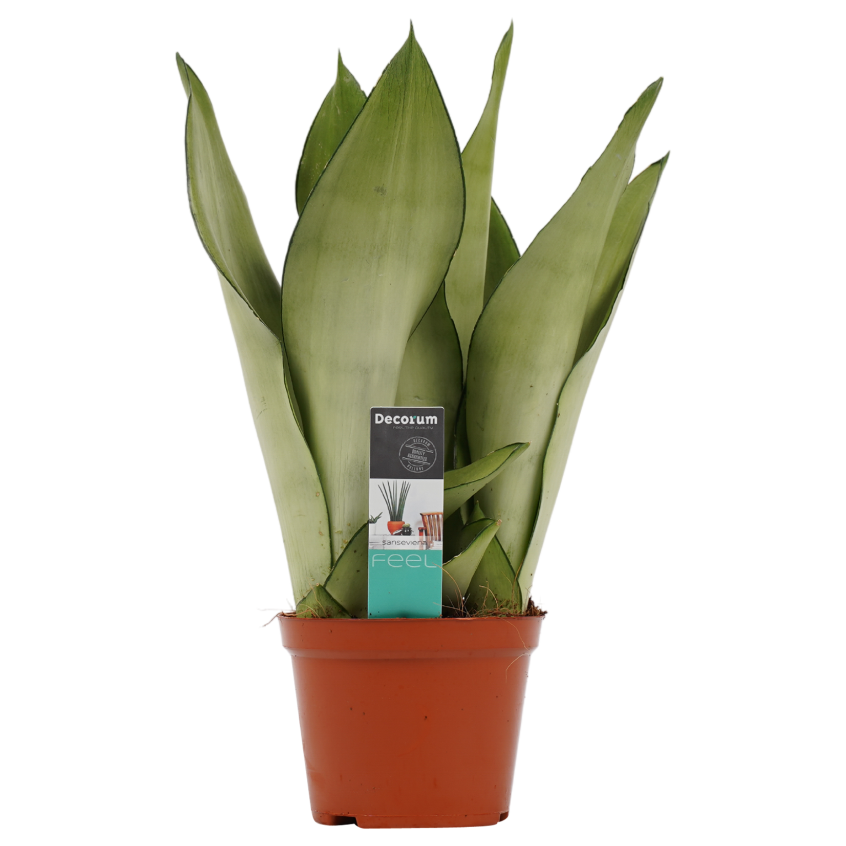 Decorum Sansevieria Moonshine