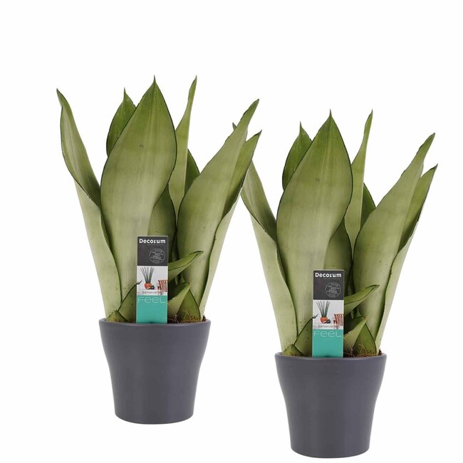 Decorum Duo Sansevieria Moonshine met Anna Grey potten