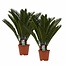 Decorum Duo Cycas Revoluta