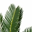 Decorum Cycas Revoluta met Elho brussels antracite