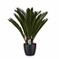 Decorum Cycas Revoluta met Elho brussels black