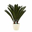 Decorum Cycas Revoluta met Elho brussels soap