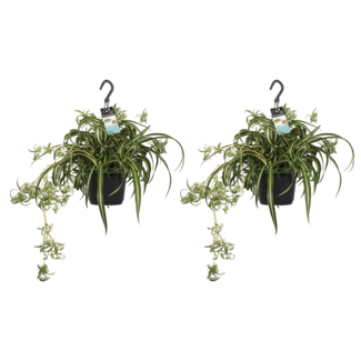 Decorum Duo Chlorophytum comosum 'Bonnie'