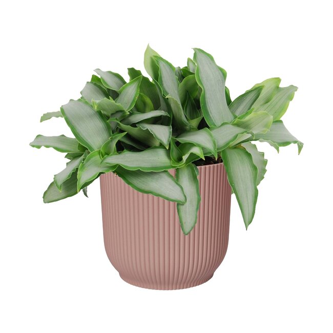 Murdannia loroformus ‘Bright Star’ in ELHO ® Vibes Fold Rond (delicaat roze)