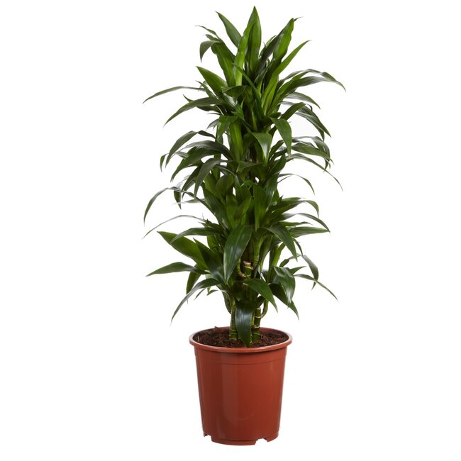 Drakenboom, Dracaena Janet Craig